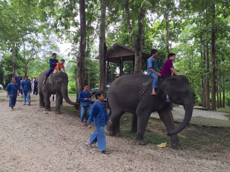 Children ride the elephants.