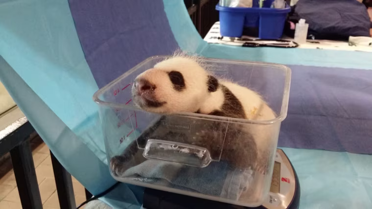 Keepers had an opportunity to weigh the 4.5 week-old giant panda cub yesterday, Sept. 21, when Mei Xiang left her den to eat. He weighs 2.95 pounds (1,339 grams) and has now surpassed both of his older siblings in size when they were the same age.