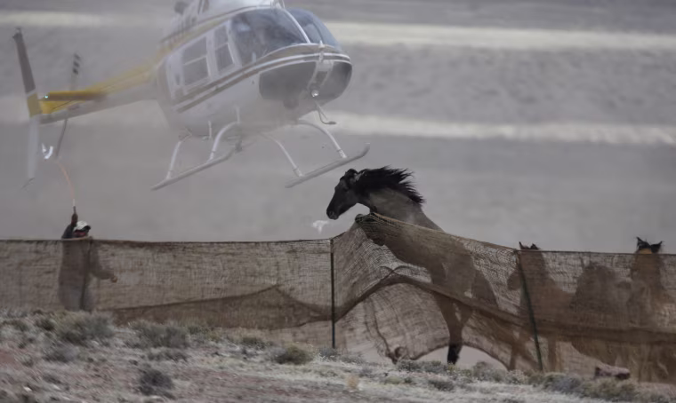 Image: Several wild horses escape as a helicopter is used by the Bureau of Land Management (BLM) to gather wild horses into a trap south of Garrison, Utah