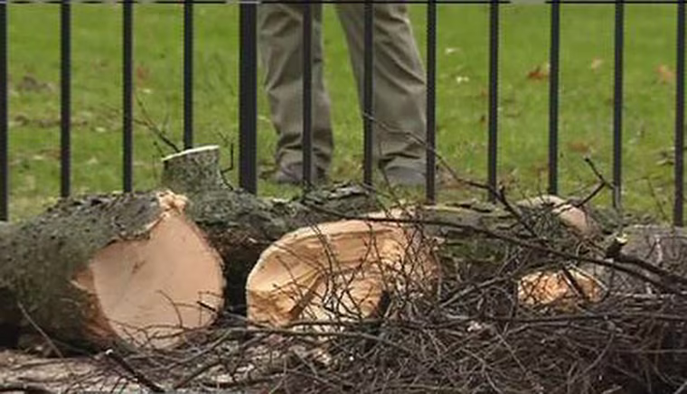 Several people who were touring Vanderbilt University on Monday were injured when a tree fell on them.