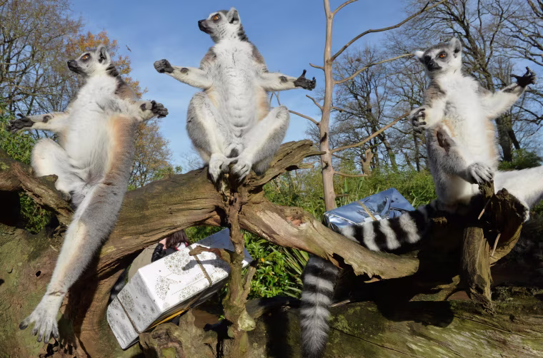 Image: TOPSHOT-FRANCE-ANIMALS-ZOO-CHRISTMAS-LEMUR-FEATURE