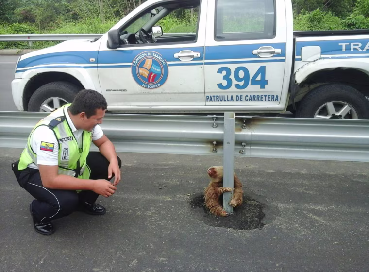 Image: A transit police officer kneels next to a sloth holding on to the post of a traffic barrier on a highway