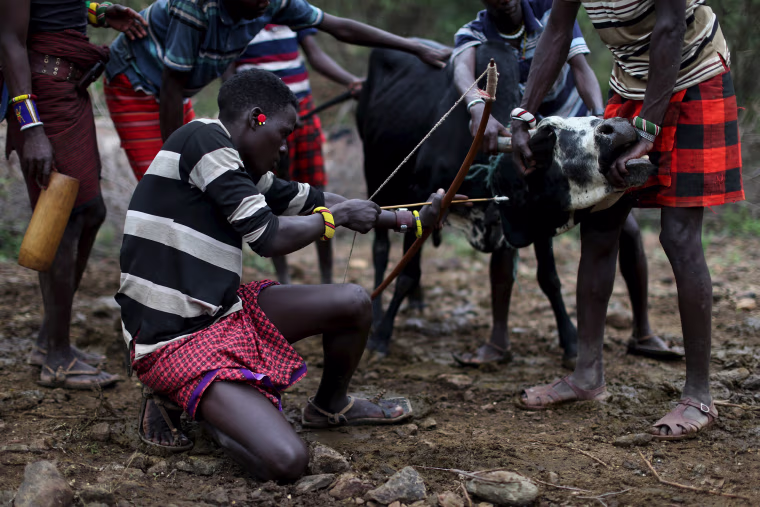 Image: Young Pokot men restrain a bull as another prepares to shoot an arrow with a shallow point into its neck
