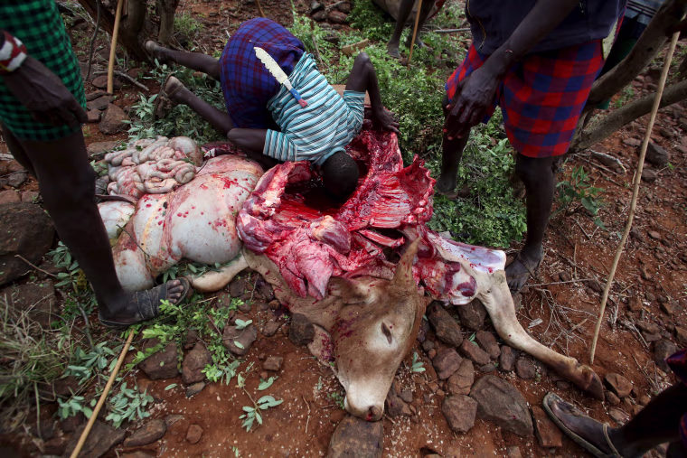 Image: Men take it in turns to drink clotted blood from inside the carcass of a bull which was speared by a young man