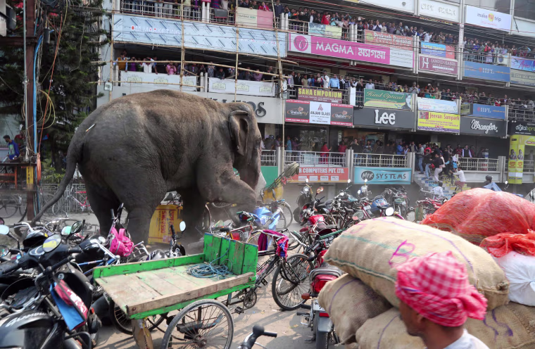 Image: Bystanders watch as a wild elephant struck with a tranquilizer dart in its back side walks along a street in Siliguri