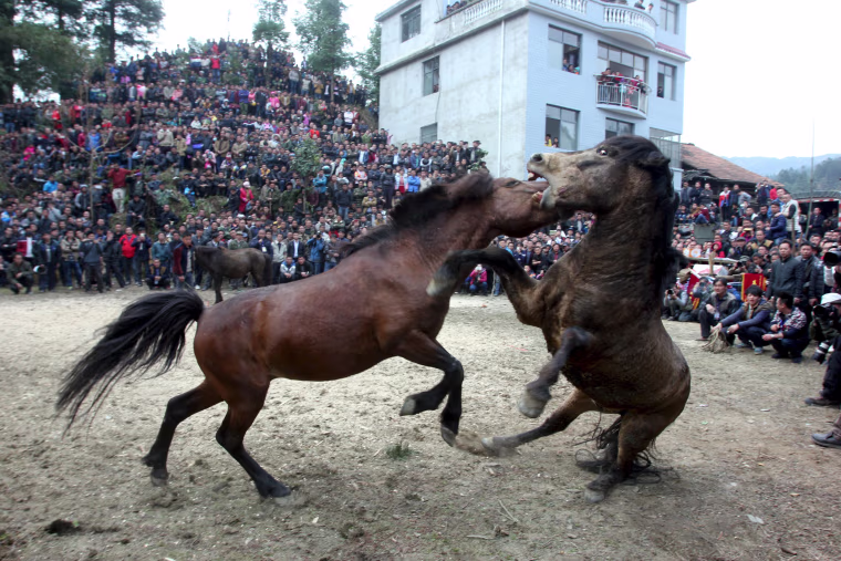 Image: Two horses fight at an ethnic Miao's horse fighting event celebrating Chinese Lunar New Year in Liuzhou, Guangxi Zhuang Autonomous Region