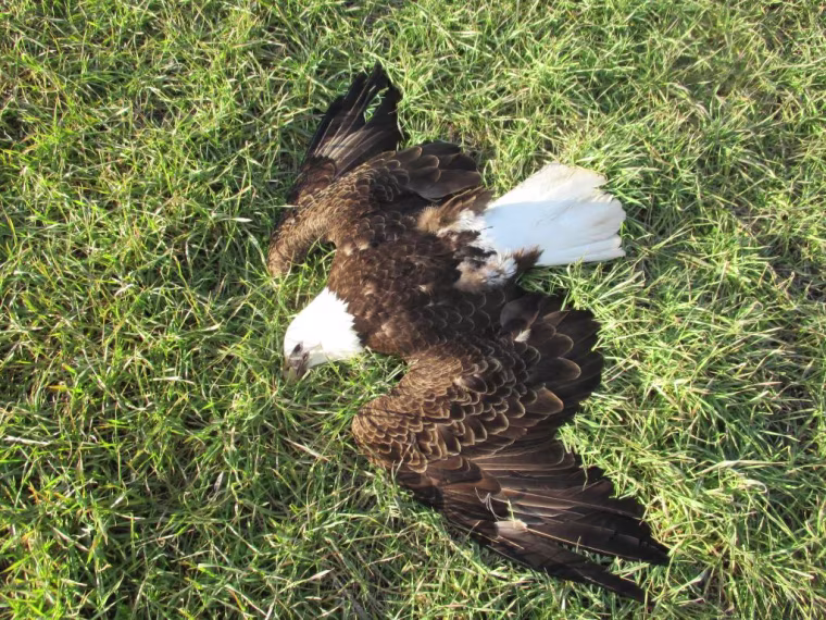Image: Dead Bald Eagle Maryland