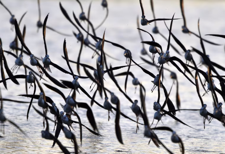 Image: TAIWAN-WILDLIFE-BIRDS
