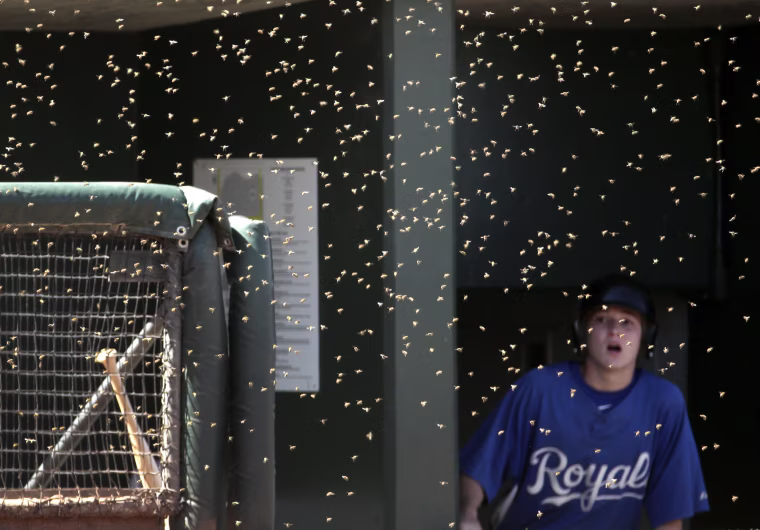 Image: Rockies Royals Spring Baseball