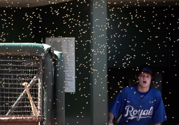 Image: Rockies Royals Spring Baseball