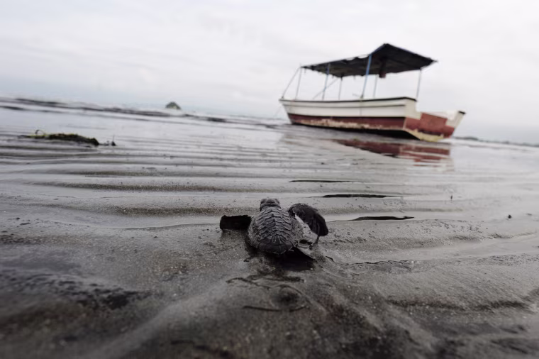 Image: TOPSHOT-INDONESIA-ENVIRONMENT-TURTLE