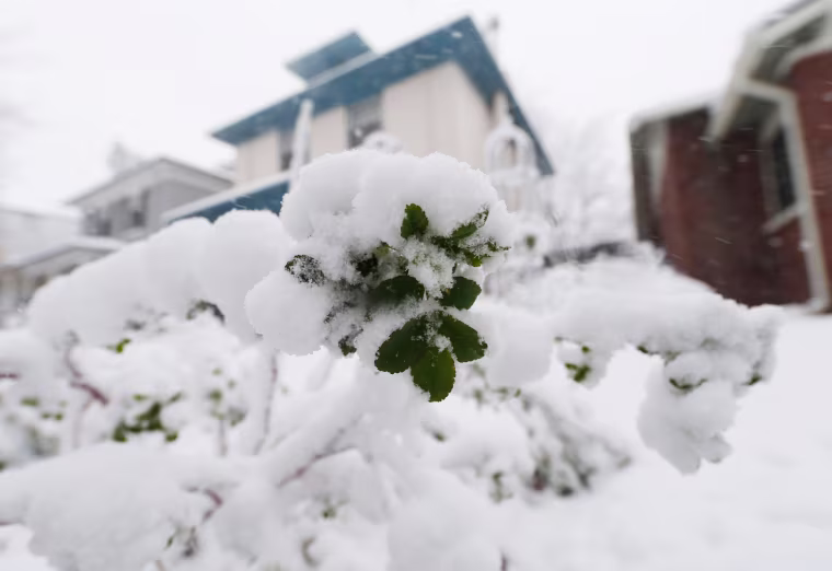 Image: Snow covers bloom on bush