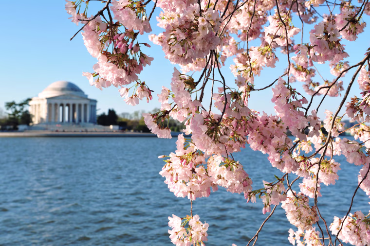 Image: US-LIFESTYLE-CHERRY-BLOSSOMS