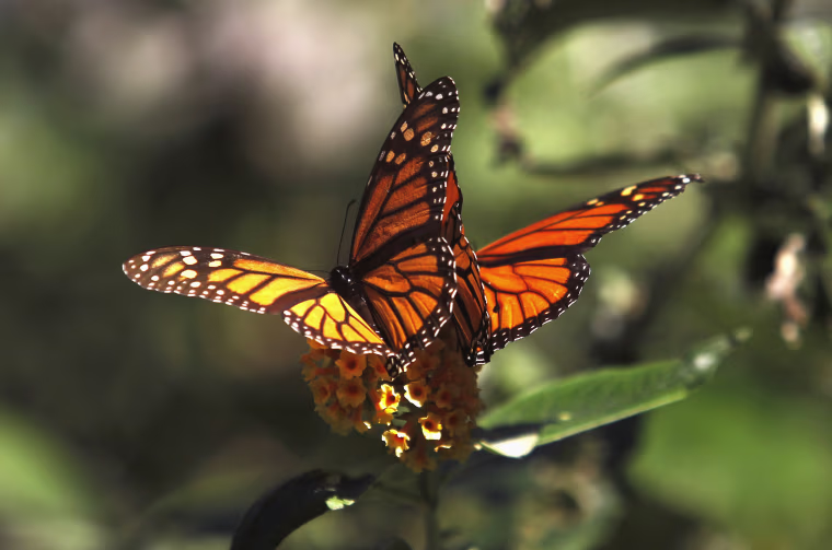 Image: Monarch butterflies cling to a plant at the Monarch Grove Sanctuary in Pacific Grove