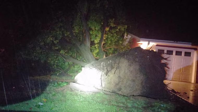Image: Uprooted tree in Checotah, Oklahoma