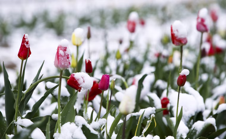 Image: Snow covered tulips are seen in a flower field in Puchheim