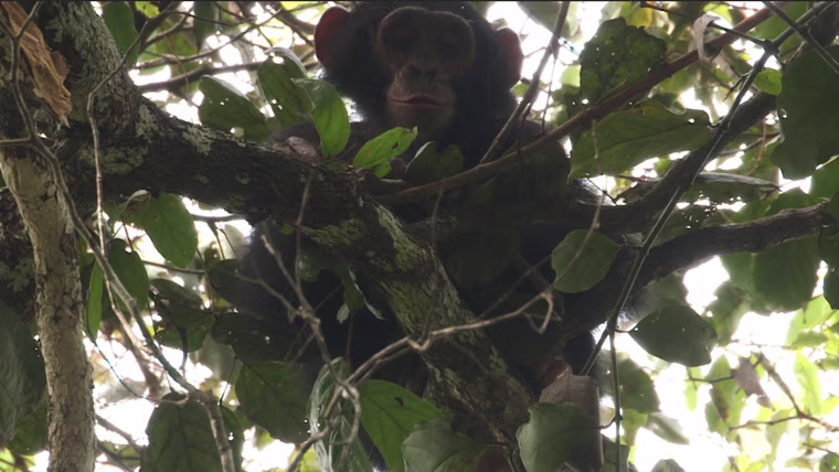 One of the elusive mystery apes of Bili