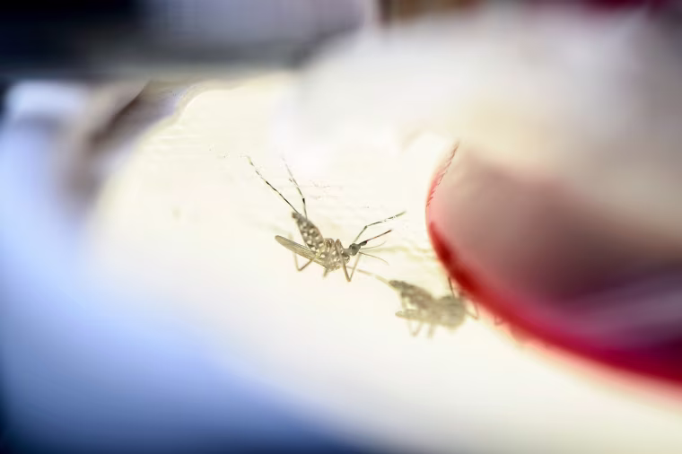 A strain of Aedes aegypti mosquitos feed from a membrane of blood in a research lab insectary in the Hanson Biomedical Sciences Building at the University of Wisconsin-Madison on May 17, 2016.