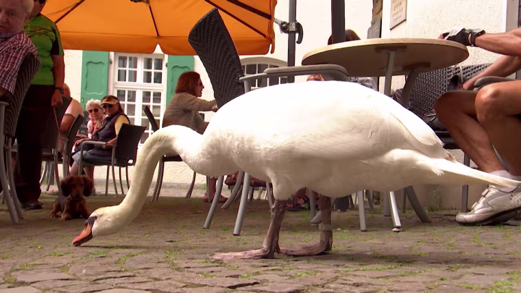 Image: Alfred the swan.
