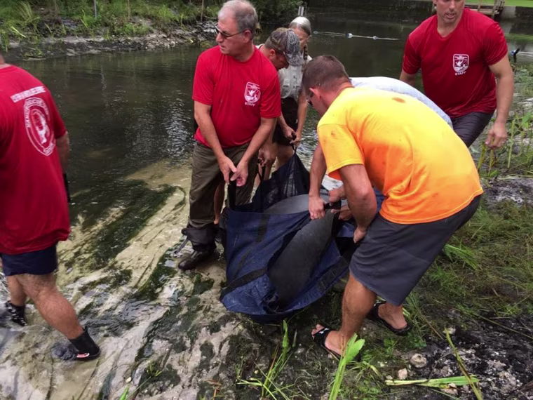IMAGE: Florida manatee rescue