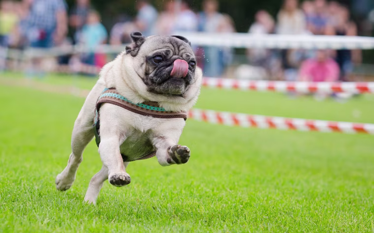 Image: TOPSHOT-GERMANY-ANIMAL-PUG