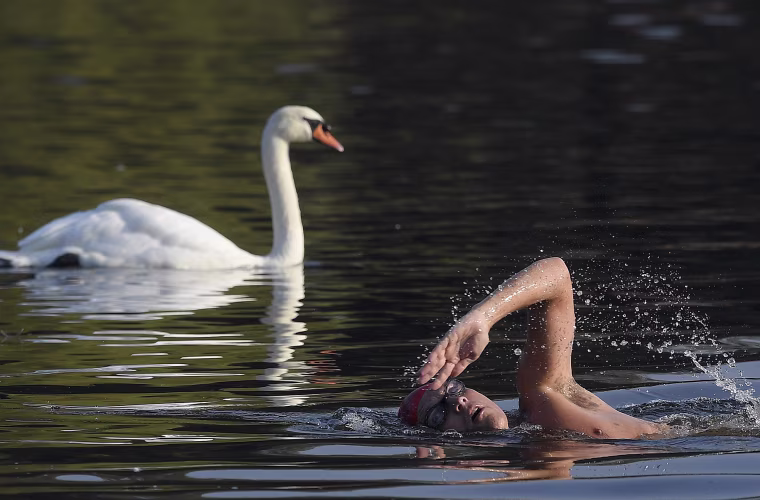 Image: Swimmers take a dip amongst swans during the early morning at The Serpentine Lake in London, Britain