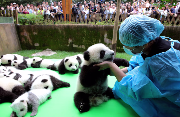 Image: About 23 giant pandas born in 2016 are seen on a display at the Chengdu Research Base of Giant Panda Breeding in Chengdu