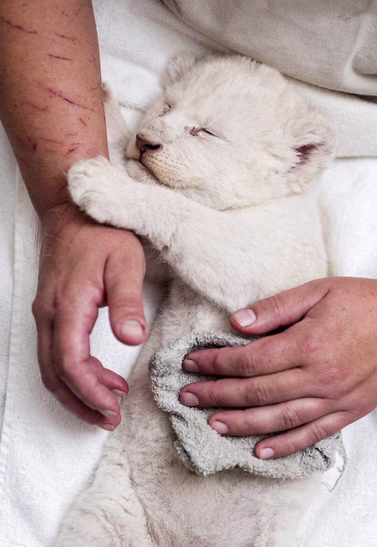 Image: A five-week-old female white Transvaal lion sleeps on the lap of a zoo keeper