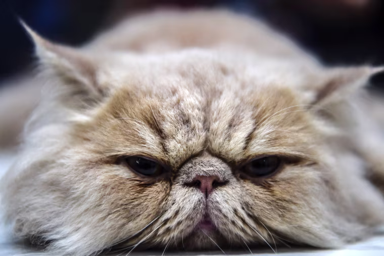 Image: TOPSHOT-TURKEY-ANIMALS-CATS-CONTEST