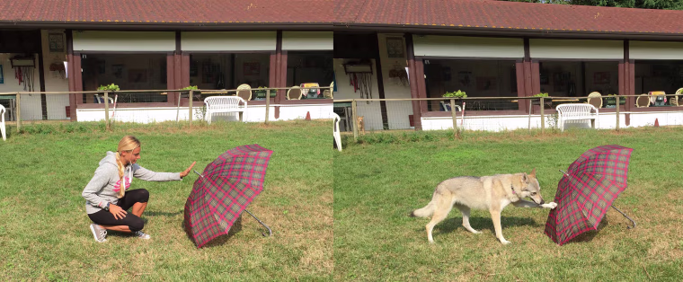 Smart Dog study.