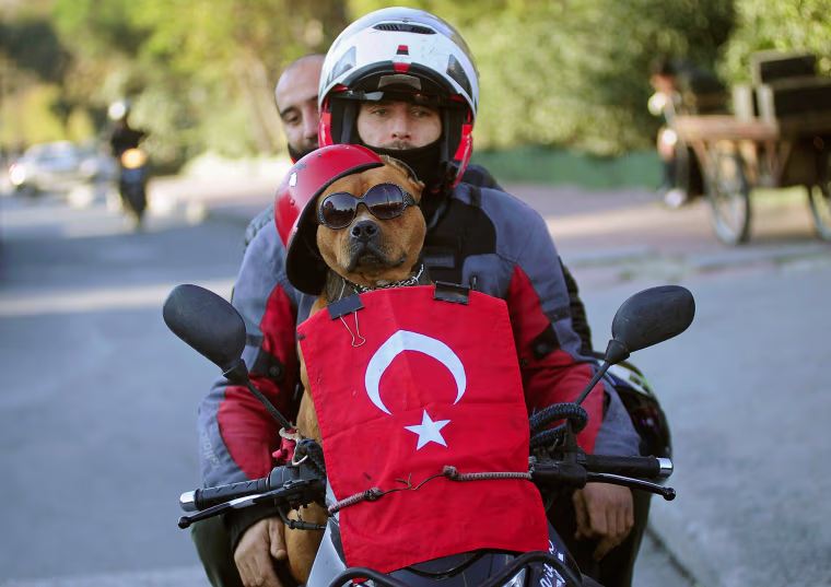 Image: A motorcyclist and his dog drive past the scene of Saturday's blasts in Istanbul, Turkey