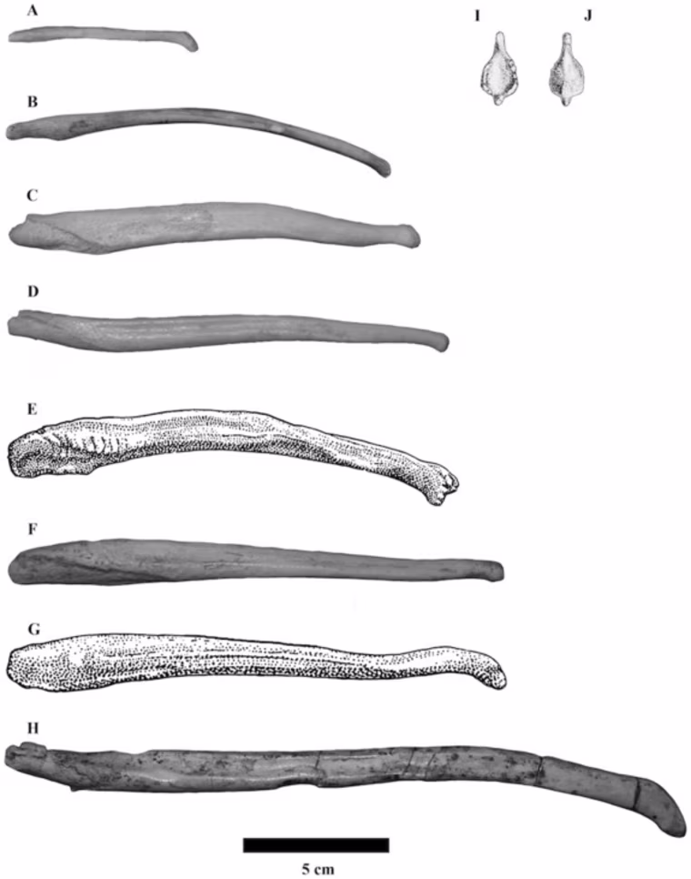 This diagram compares the size the shape of the penis bones of the following bear species: A) sun bear, B) Asian black bear, C) Andean bear, D) American black bear, E) sloth bear, F) brown bear, G) polar bear and H) the extinct Indarctos arctoi.