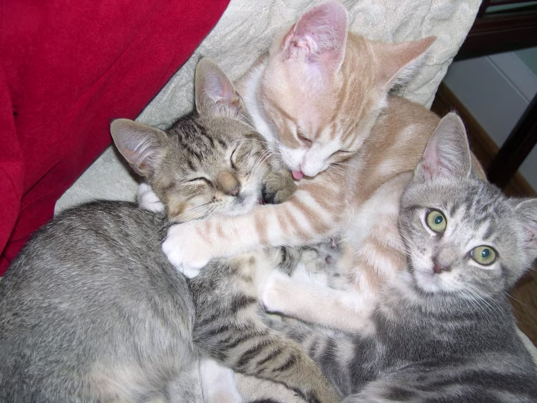 H7N2 avian influenza has been found at in cats in a new York shelter. Almost all the cats are recovering. These shelter cats were not affected