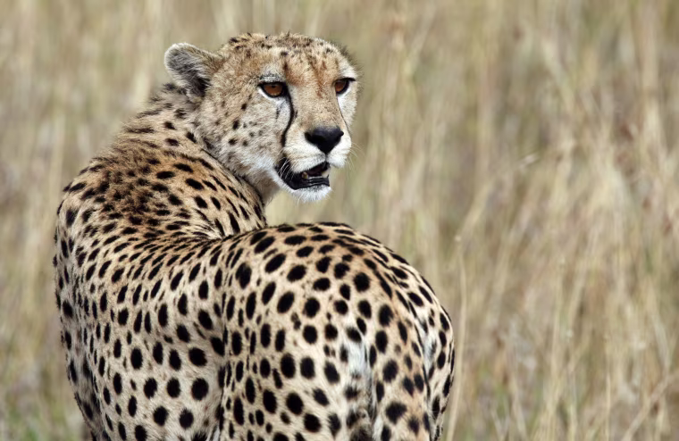 Image: A cheetah observes the plains in Masai Mara game reserve