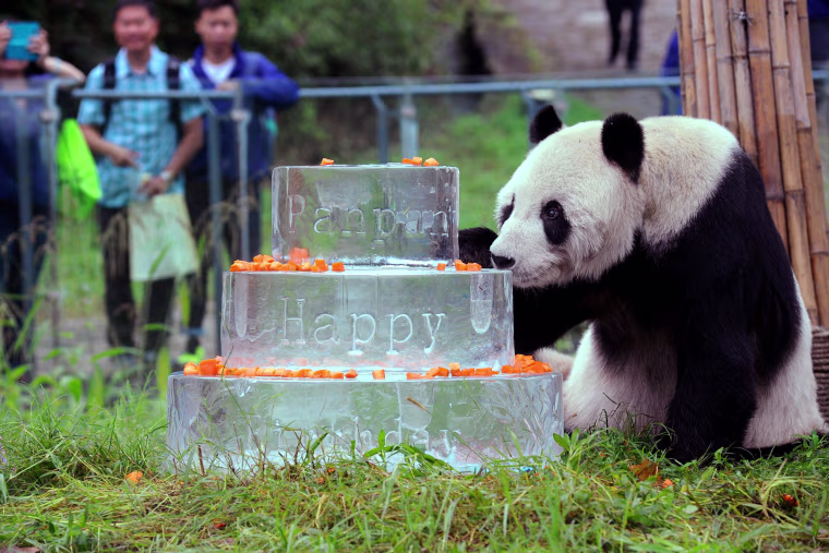 Image: CHINA-ANIMAL-PANDA