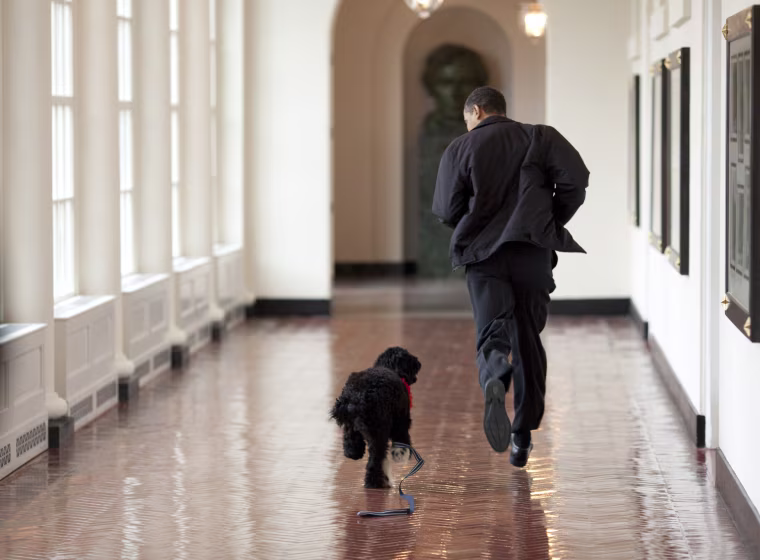 Image: Barack Obama, Bo