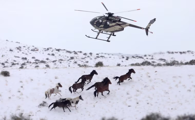 Image: Wild horses are herded into corrals by a helicopter during a Bureau of Land Management round-up outside Milford, Utah, Jan. 7.