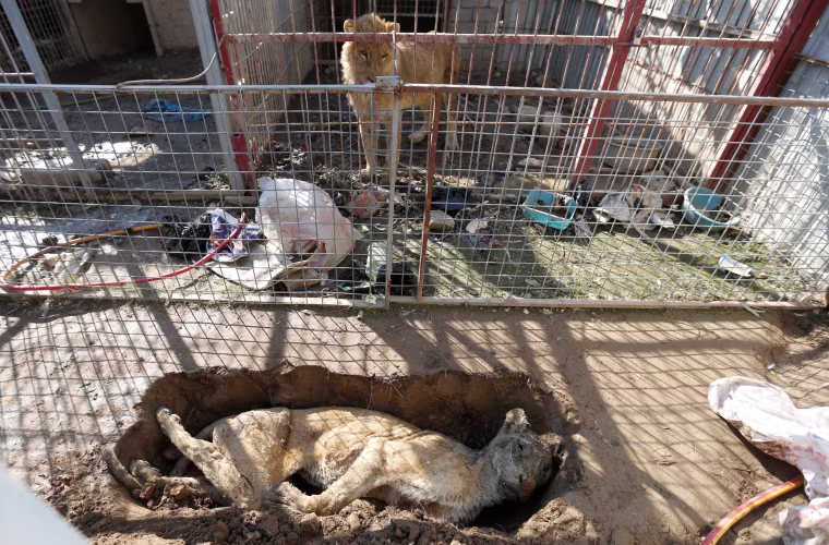 Image: A lion in its cage looks at a dead lioness in a grave at Mosul's zoo, Iraq