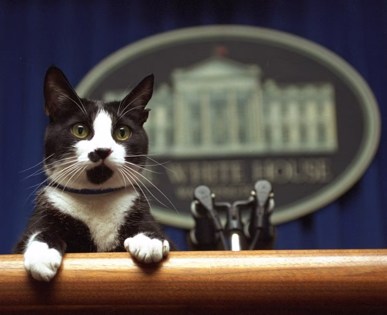 Image: White House cat, Socks, peers over the podium in the briefing room