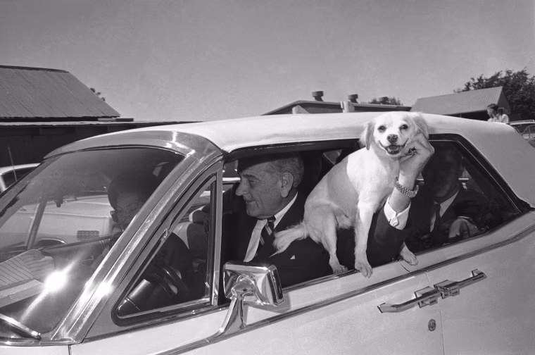 Image: 'Yuki', President Lyndon Johnson's pet mongrel, is held out the window of the car driven by LBJ