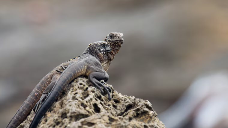 IMAGE: Scene from 'Planet Earth II'