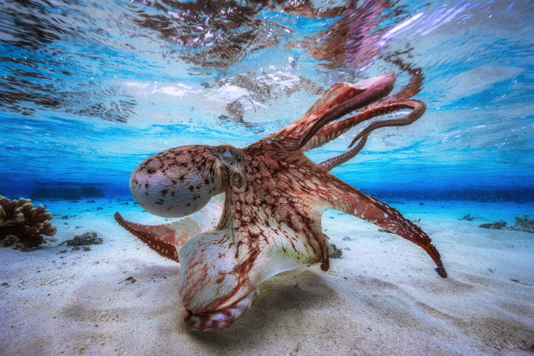 Image: Gabriel Barathieu took this photo in the lagoon of Mayotte during spring low tides, when there is very little water, only 30 cm on the flats.