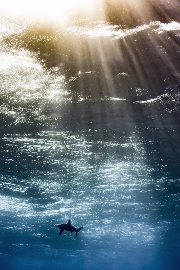 Image: Horacio Martinez snapped this photo in his first diving experience in the Red Sea, Egypt.