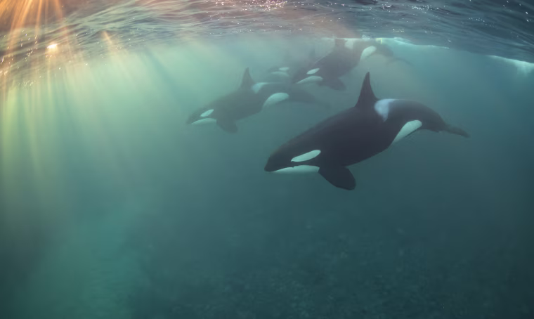 Image: Nicholai Georgiou took this photo during a week of free-diving with wild orcas in Norway.