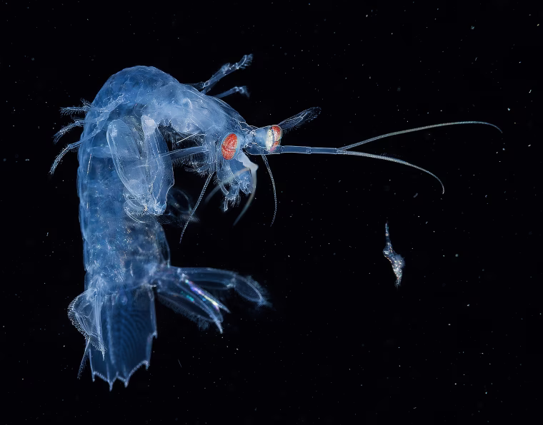 Image: This macro photo was shot during a blackwater dive in Anilao in the Philippines by So Yat Wai