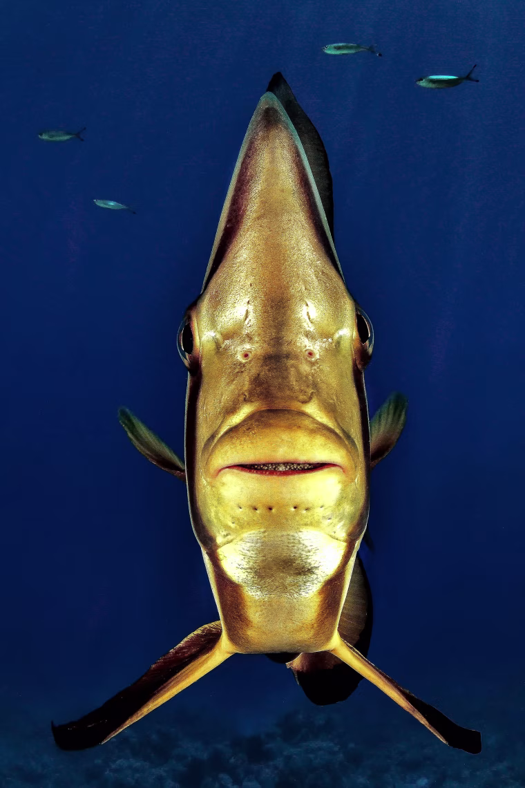 Image: \"Portrait\" of a bat fish font on in Shark Rafeen, Rash Mohamed National Park in Egypt.