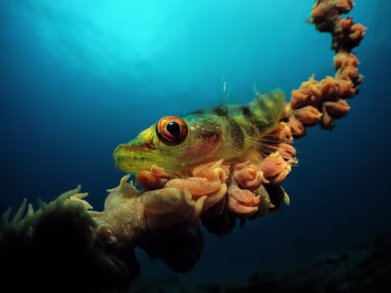 Image: Jenny Stromvoll was able to capture this image of a whip coral goby with the Inon compact bug-eye lens, giving a lot of character to the goby's eye