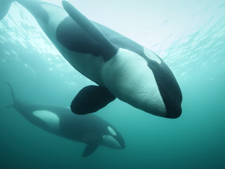 Image: Photographer Melvin Redeker captured this image of killer whales in the North Sea