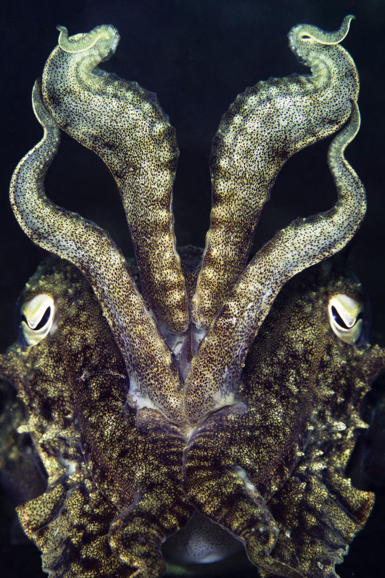 Image: Kirsty Andrews captured an image of this cuttlefish (Sepia officinalis), posed to ward off danger, in British waters.