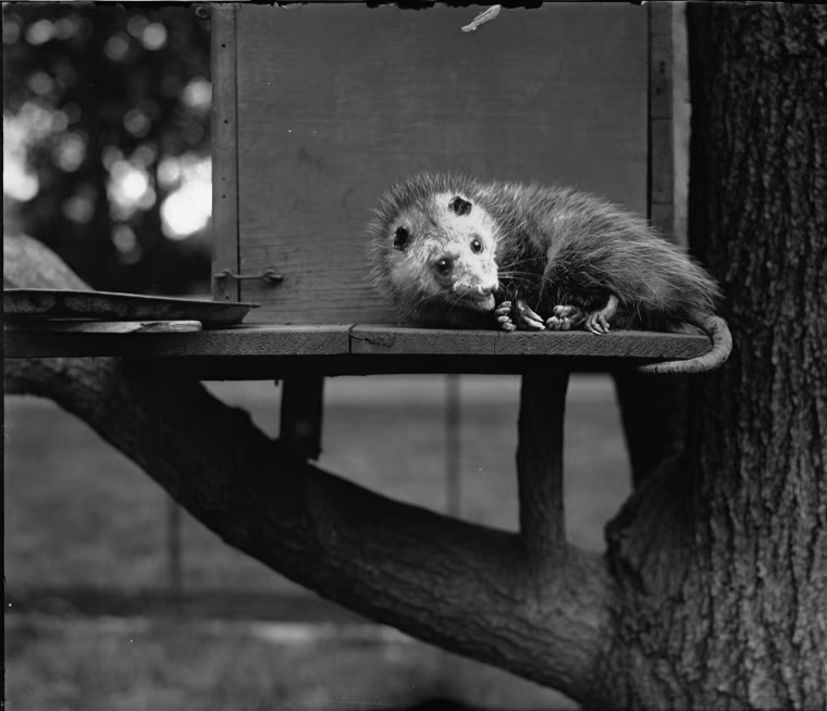 Image: This opossum was adopted by President Herbert Hoover. It was allegedly given to Hyattsville High School to serve as a mascot for a short time.